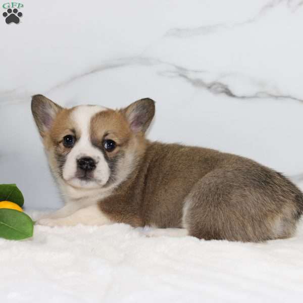 Ryan, Pembroke Welsh Corgi Puppy